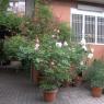 Premiazione per la prima edizione del Balcone Fiorito a Colle Prenestino